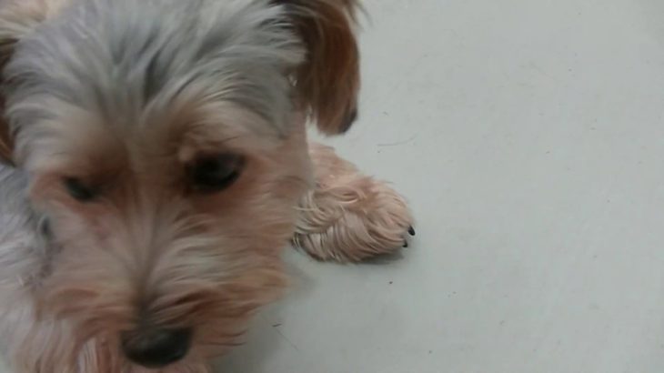 ペットホテルわんわん柏　朝夕食後の遊び・健康チェック（わんわん柏）