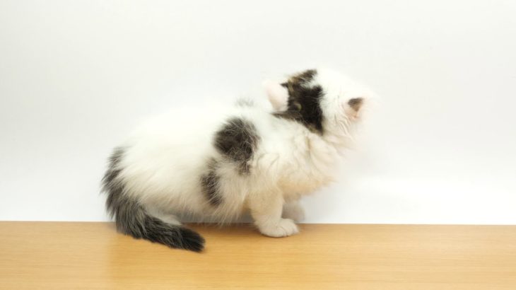 ペットの専門店コジマ