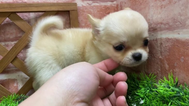 ペットショップ 犬の家 吹田店 「チワワ」「問い合わせ番号：109186」