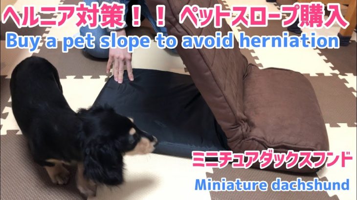 ヘルニア対策にペットスロープを購入！！ミニチュアダックスフンド！  Purchase pet slope for hernia prevention