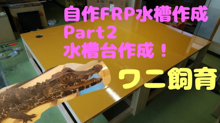 ワニ飼育！ペットのワニの水槽作成part ２　dwarf caiman