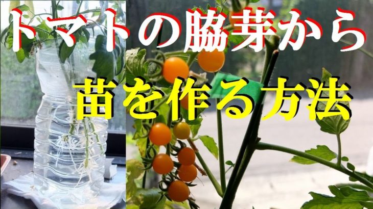 【再生栽培】「エンドレス 」トマトの脇芽からペットボトルで水挿して苗を作る方法 How to water inserted to make the seedlings