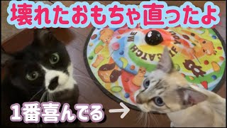 【癒し猫動画】【ペット動画】壊れたおもちゃ直ったよ✨けど遊び方がビックリ🤣【The broken toy is fixed】【healing cat video】【pet video】