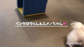 【ペットホテル 】2020年7月21日🐾朝の運動