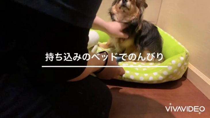 ペットホテル　個室の様子