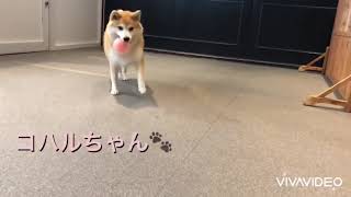 【ペットホテル】2020.8.11🌻朝の運動🌻