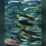 ヒカキン　ヒカキン大好き　フィッシャーズ　フィッシャーズ大好き　くうちゃん　パピヨン　子犬　犬　ワンちゃん　チャンネル登録お願いいたします。