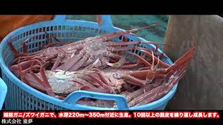 株式会社童夢商品紹介PV