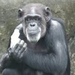 エンターテイナーのサンタとペットボトルのジージョ　千葉市動物公園　チンパンジー