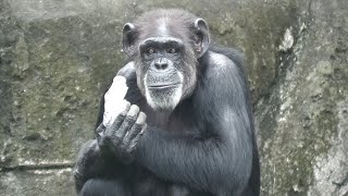 エンターテイナーのサンタとペットボトルのジージョ　千葉市動物公園　チンパンジー