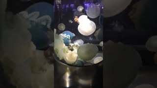 クラゲ(HIKAKIN キッズライン はじめしゃちょー 東海オンエア フィッシャーズ 水溜りボンド スカイピース