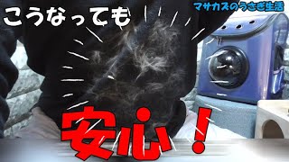 服に付いたペットの抜け毛を一網打尽する方法!　ベストドレッサーを使ってみた結果!