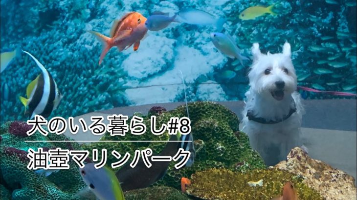 ペットと行ける水族館にウエスティが潜入！【犬のいる暮らし#8】