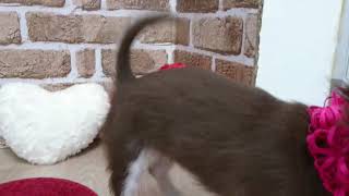 ペットショップCoo&RIKU　No.501387　チワワ