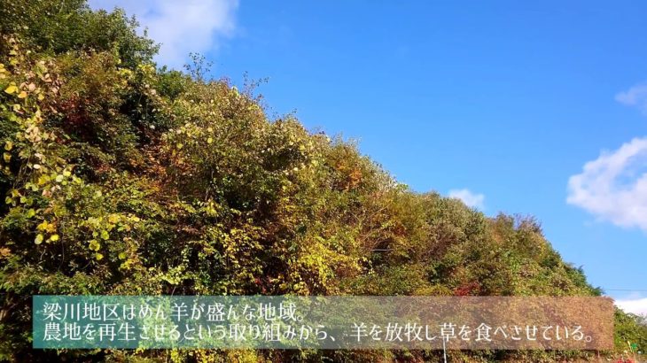 Kanchans House笑劇場 【商品紹介風動画】 #人形 #人形劇 #羊 #ウインナー #サフォーク #動画編集 #商品紹介 #kanchans_house