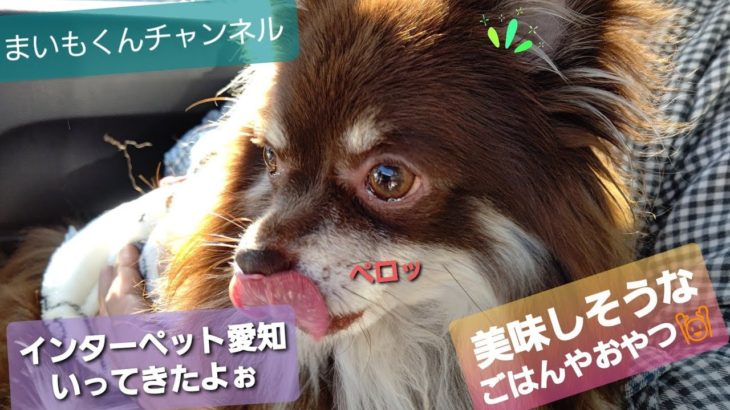 インターペット愛知にいってきたよ[チワワ][インターペット]