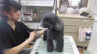 八尾のペットサロン　デューク