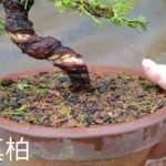 12月12日　オンライン交換会出品商品紹介