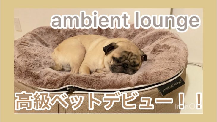 寝心地最上級！ambient loungeのペットラウンジ♪ パグのおまめの毎日　Its OMAME The Pug