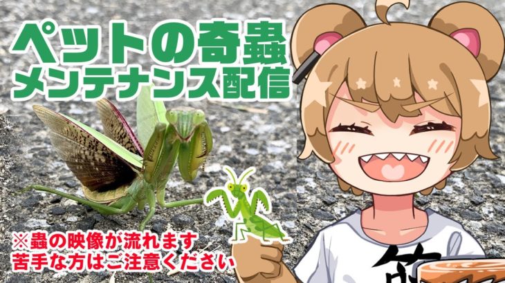 【虫の映像が流れます】ペットの奇蟲メンテナンス配信２【ご注意ください】