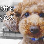 しゃべる犬 名古屋弁 おしゃれなカフェ ママ友 ランチ【おしゃべりペット】