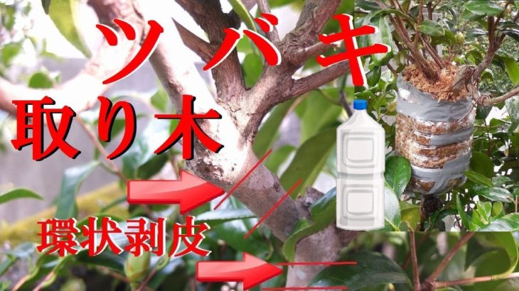 【盆栽 取り木】ペットボトルでツバキの取り木 To issue a root of camellia in plastic bottles