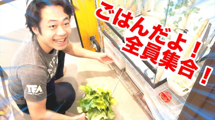 【閲覧注意】シルクのゴキブリ達にキャベツお裾分けしてみたよ？