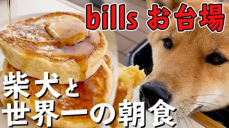 【ペット可】世界一の朝食を柴犬と！billsお台場