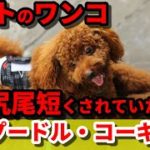 トイプードルやコーギーなど、ペットとして人気の海外犬種が、実は尻尾や耳を短く切られていた、日本においては百害あって一利なし？長文記事から考えて行く動画