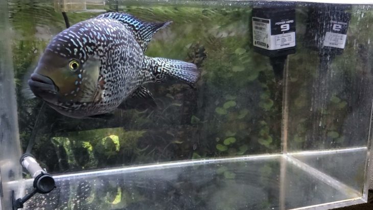 フラワーホーン　テキサス　ジャックデンプシー　中南米　シクリッド　熱帯魚　ペット