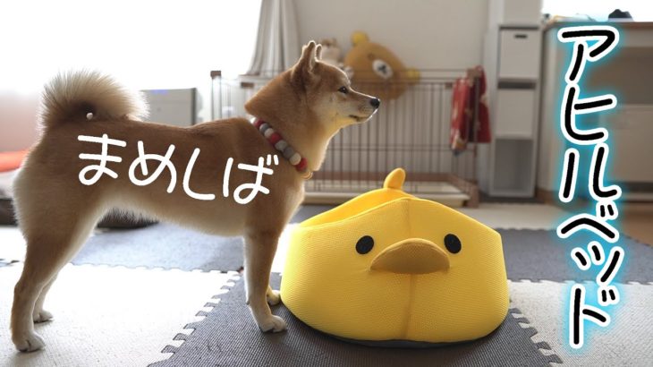 豆柴に超可愛い５代目ペットベッドをプレゼントしてみたら、まさかの破壊神に