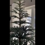 Beautiful tree!! So happy with my purchase!