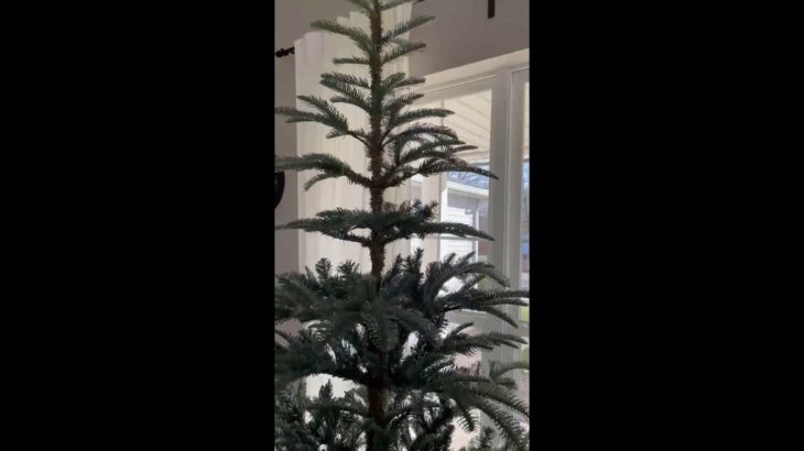 Beautiful tree!! So happy with my purchase!