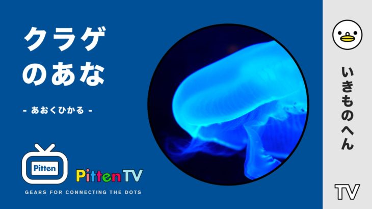 PittenTV_JELLYFISH_#0013