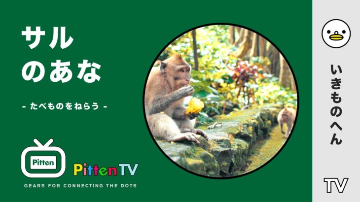 PittenTV_MONKEY_#001