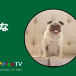 PittenTV_DOG_#001