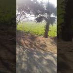 #subscribetomychannel #ilyas #junyaじゅんや #cowvideos