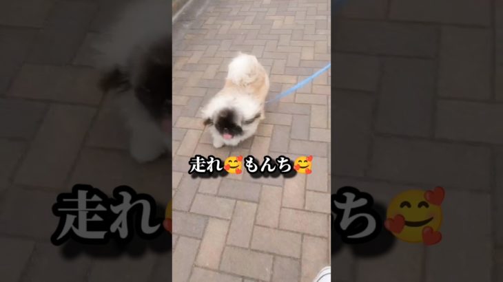 ペキニーズもんち♪少しダイエットもんち😧#shorts#pekingese #ペキニーズ #いぬのいる生活 #dog #子犬