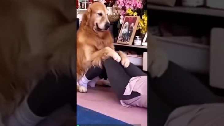 こんな相棒居たら絶対筋トレも継続できるに違いない