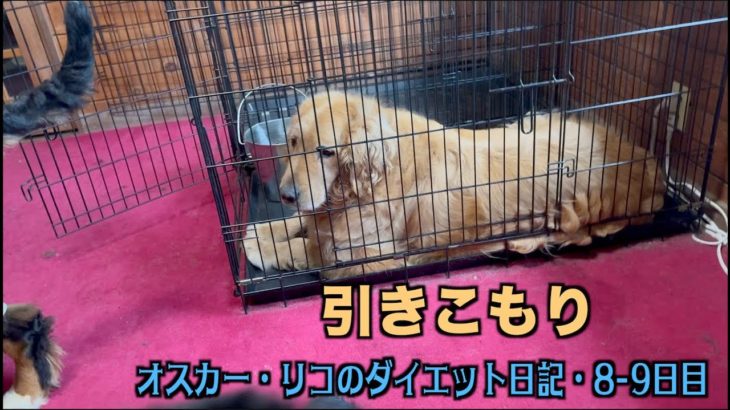 みんなと遊んだらええのに【オスカー・リコのダイエット日記8 9日目】