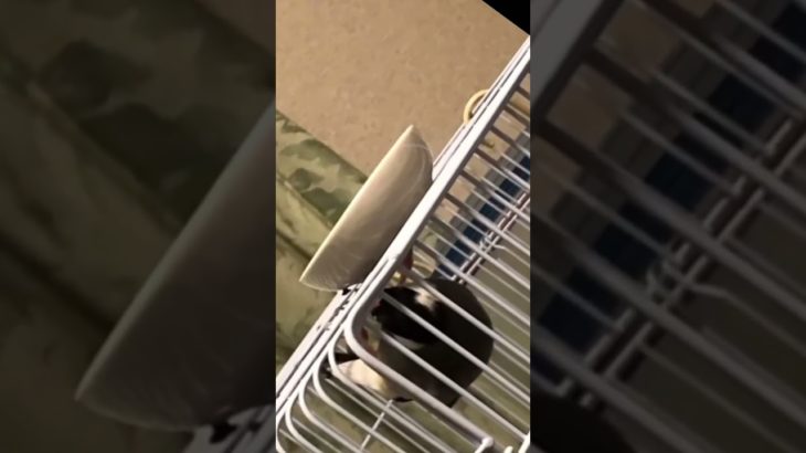 【文鳥劇場】目指せ細マッチョ〜筋トレ桜文鳥もずくん #shorts #文鳥 #筋トレ