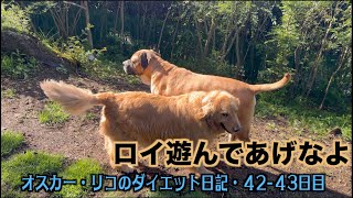 オスカーが誘っても・・【オスカー・リコのダイエット日記42 43日目】
