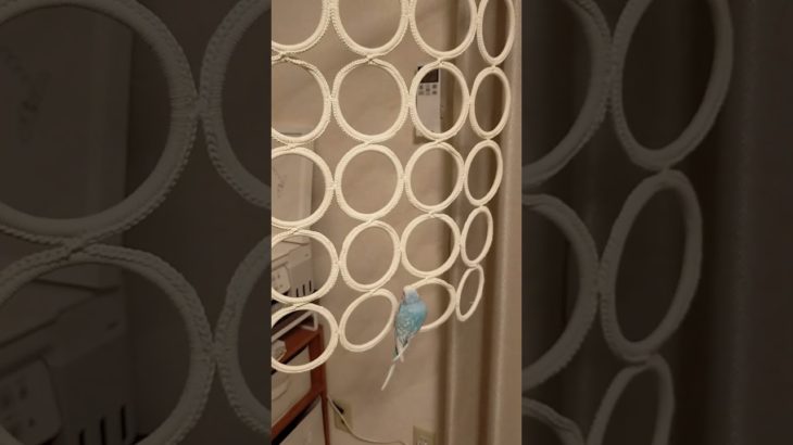 筋トレするインコ #shorts  #筋トレ #セキセイインコ #parakeet