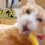 🔴猫たちのスーパーダイエット＆イベント告知する生放送！！