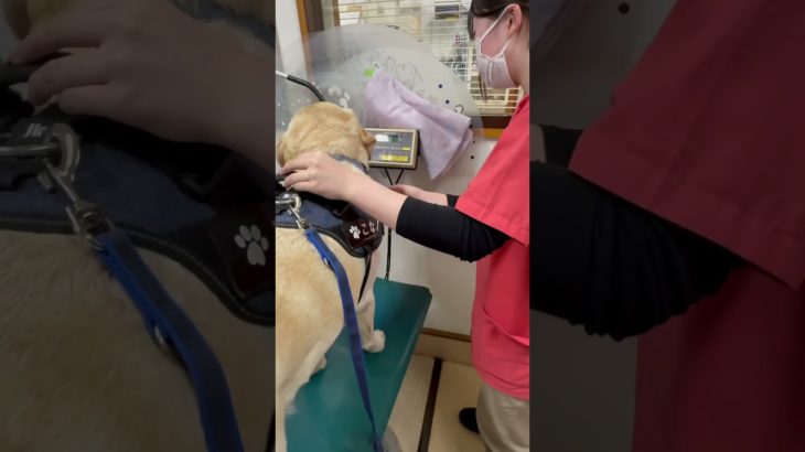 ぼくのダイエット企画なのです🤩#labrador #labradorretriver #ラブラドール# #ラブラドールレトリバー #dog #動物病院