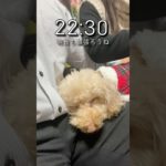 マチョトレリーマンの日常vol.8#筋トレ #サラリーマン #vlog