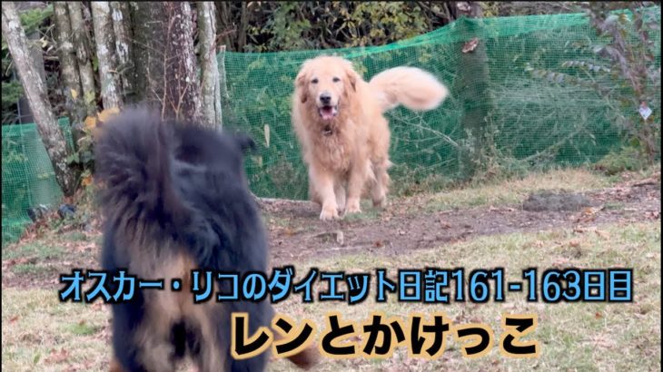 素早くなったオスカー【オスカー・リコのダイエット日記161 163日目】