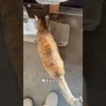 ルパンダイエット成功？？ #ネコ #ねこ #野良猫 #cat