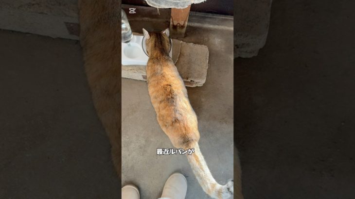 ルパンダイエット成功？？ #ネコ #ねこ #野良猫 #cat