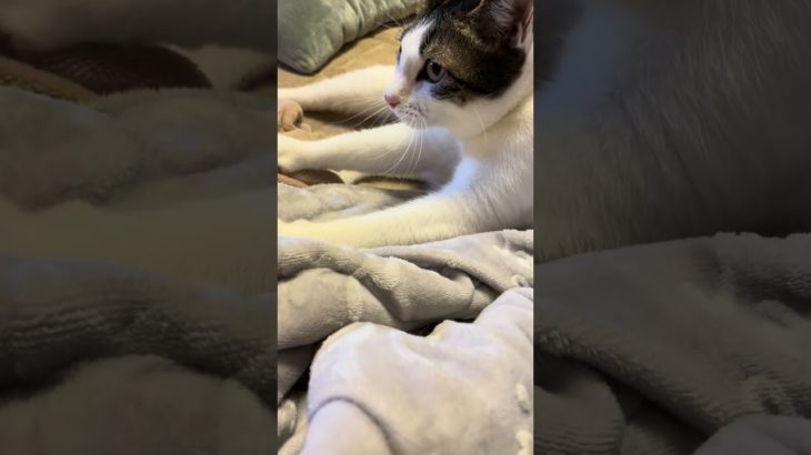 make biscuits(メイクビスケッツ)①